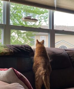 Extra Large Window Bird Feeders for Outside - Clear Bird Feeders for Viewing - Extra Strong Suction Cup Bird Feeder Window - Drainage Holes, Detachable Large Seed Tray, and Rubber Perch for Wild Birds Rectangular 30 71GJ1R oWiL