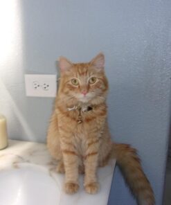 Kodak PIXPRO Friendly Zoom FZ43-BK 16MP Digital Camera with 4X Optical Zoom and 2.7" LCD Screen (Black) Black 39 71GKWT807iL