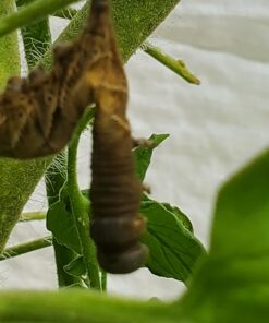 Monterey LG6332 Bacillus Thuringiensis (B.t.) Worm & Caterpillar Killer Insecticide/Pesticide Treatment Concentrate, 16 oz 1 pint (16 oz.) 29 71GMNH6L6tL