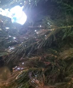 Microsorum Java Fern and Hornwort | Easy Low Light Aquarium Plants 46 71GNnxBr5VL