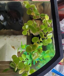 12 Amazon Frogbit (Limnobium Laevigatum), Live Aquarium/Aquatic Floating Plant by G&Z 27 71GQLik0X5L