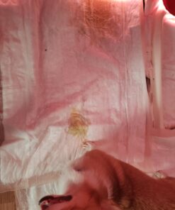 McKesson UPHV3036 StayDry Ultra Underpads, 30" x 36" (Pack of 100) Peach Backsheet 33 71GTwCnRgEL