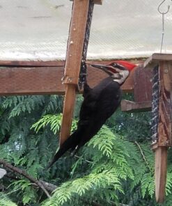 Heath Outdoor Products DD4-12 Heath Bird Suet, Yellow, 11.25 Ounce (Pack of 12) 11.00 Ounce (Pack of 12) 45 71GUP R3ZZL