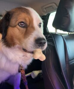 Purina DentaLife Made in USA Facilities Large Dog Dental Chews, Daily - (4) 18 ct. Pouches 18 Count (Pack of 1) 39 71GVRedPppL