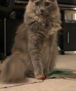 GoCat Da Bird Pull 2 Piece Pull Apart Rod & Bird, Handmade in The USA (1 Bird) 30 71GXhaXu7hL