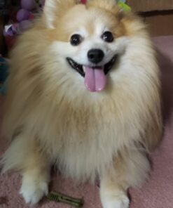 GREENIES Weight Management TEENIE Natural Dog Dental Care Chews Weight Control Dog Treats, 27 oz. Pack (96 Treats) 46 71GZVb7W L