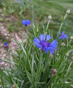 Seed Needs, Large 2.1 Ounce Package of 30,000+ Dazzling Blue Wildflower Seeds for Planting (99% Pure Live Seed Butterfly Attracting Wildflower Mixture - NO Filler) - Bulk 64 71Gc7p8NqNL