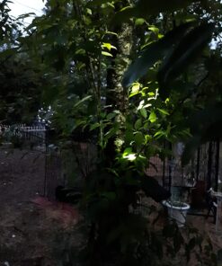 URPOWER Solar Lights Outdoor, Adjustable Solar Spot Lights Outdoor, 2-in-1 Waterproof Solar Landscape Spotlights Wall Light, Dusk-to-Dawn Solar Powered Outdoor Light for Garden, Yard, Pathway (2 Pack) 2 Pack Cool White 57 71GeqbUeh4L