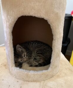 Go Pet Club Classic Cat Tree, Faux Fur Finish, Sisal Rope Scratcher, 62"H, Beige 43 71GfZf4XSuL