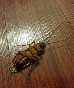 Charcoal Companion Amazing Handheld Electric Bug Zapper Fly Swatter Zap Mosquito - Kill Insects On Contact Pest Control- PBZ-7 Yellow 15 71Gl8hunhEL