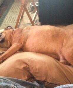 Majestic Pet Rectangle Large Dog Bed Washable – Non Slip Comfy Pet Bed – Dog Crate Bed Super Value Pillow Dog Bed – Dog Kennel Bed for Sleeping - Dog Bed Large Breed 46 x 35 Inch – Solid Khaki 46.0"L x 35.0"W x 7.0"Th 32 71Gvs2eTfnL