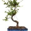 9GreenBox Chinese Elm Bonsai Tree Style 8 37 71Gvy0PE9L