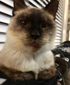 Hill's Science Diet Dry Cat Food, Adult 11+ for Senior Cats, Chicken Recipe, 15.5 lb. Bag 15.5 Pound (Pack of 1) 40 71GwOZvpsQL