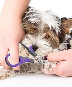 Hertzko Professional Pet Nail Scissors Sharp Stainless Steel Angled Blade for Easy Cutting - Suitable for Small Breed Animals - Dogs, Cats, Rabbits and Birds 14 71GwhtAbCzL