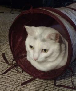 SmartyKat Crackle Chute Crinkle Activity Tunnel Cat Toy - Tan/Red, One Size Set of 1 Crackle Chute Tunnel 43 71GwiVEyfFL