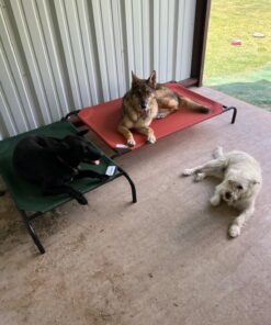 Coolaroo The Original Cooling Elevated Dog Bed, Indoor and Outdoor, Large, Terracotta 51.0"L x 31.5"W x 8.0"Th 33 71Gyfqa61aL