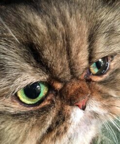 Royal Canin Persian Breed Adult Dry Cat Food, 7 lb bag 7 Pound (Pack of 1) 42 71GzbbIQdTL