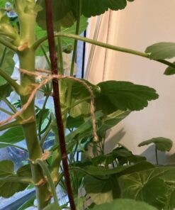 KINGLAKE Natural Jute Twine String 328 Feet Best Arts Crafts Gift Wrapping Twine Christmas Twine Durable Packing String Brown 22 71GzwQFy oL