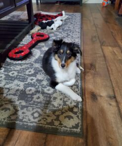 MidWest Homes for Pets Newly Enhanced Single Door iCrate Dog Crate, Includes Leak-Proof Pan, Floor Protecting Feet , Divider Pane l & New Patented Features 31 71H2R5FzmiL 1