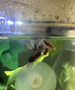 Tetra SafeStart, 3.38 Ounce, For Newly Set-Up Fish Aquariums 17 71H6C3a4IrL