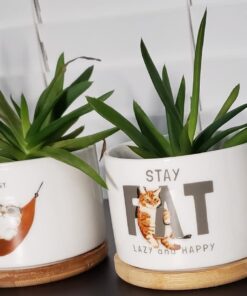 Espoma Organic Cactus Potting Soil Mix, Natural & Organic Soil for Cactus, Succulent, Palm, and Citrus grown in containers both indoors and outdoors, 4 qt, Pack of 1 4 Quart 45 71H7l7I8BXL