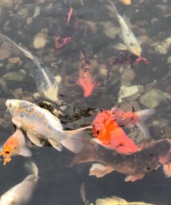 TetraPond Koi Vibrance, Soft Sticks, Easy to Digest Floating Pond Food, 16.5 lbs 19 71H7yz8Nq8L