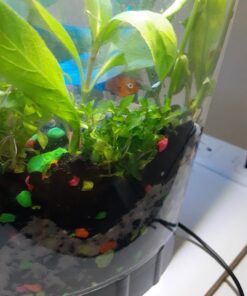 Staurogyne Repens Tissue Cultured - Foreground Aquarium Plant 58 71H9JXKq83L