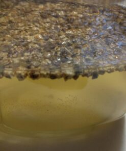 Todd's Seeds® Broccoli and Friends Sprouting Seed Mix, One Pound 43 71HHeeUiPPL