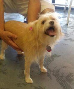 Wellness CORE Natural Grain-Free Small Breed Turkey & Chicken Dry Dog Food for Adult Dogs, High-Protein, USA-Made with Real Meat, 12-Pound Bag 12 Pound (Pack of 1) 36 71HJZFccurL