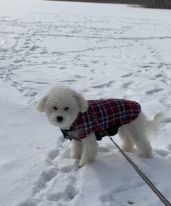 Kuoser Cozy Waterproof Windproof Reversible British Style Plaid Dog Vest Winter Coat Warm Dog Apparel for Cold Weather Dog Jacket for Small Medium Large Dogs with Furry Collar (XS - 3XL),Red M Medium (Pack of 1) Red 45 71HKnU VWkL