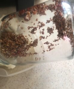 Todd's Seeds® Broccoli and Friends Sprouting Seed Mix, One Pound 29 71HOdjwDHL