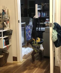 Evenflo Exersaucer Johnny Jumper Featuring Easy-to-Use Clamp Attachment for Quick and Tool-Free Set Up and Adjustable Straps to Customize the Height for Your Child, Owl 34 71HOdsNfB L