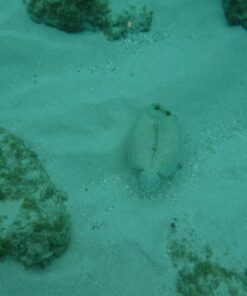 Fujifilm FinePix XP80 Waterproof Digital Camera with 2.7-Inch LCD (Yellow) Yellow 87 71HTymhC1tL