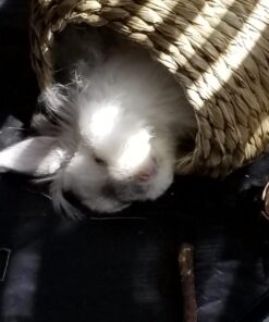 Oxbow Animal Health Timothy Hay Bungalow - Large Large (Pack of 1) 27 71HU6n9olL