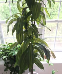 Nearly Natural 6596 6ft. Dracaena Silk Plant (Real Touch),Green 47 71HYtRb 18L