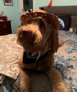 Funny Party Hats Cowboy Hat for Kids- Western Hat - Kids Cowboy Hat -Sheriff Hat - Children's Cowboy Costume Dress Up Brown Cowboy Hat & Navy Bandanna 17 71HeBeF8euL