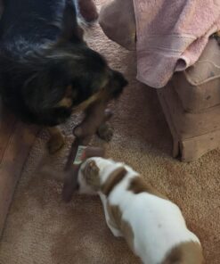 KONG PetStix Assorted Lg Large Standard Packaging 22 71HhQUmVFNL