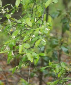 Nikon Coolpix L340 20.2 MP Digital Camera with 28x Optical Zoom and 3.0-Inch LCD (Black) Base 59 71HioZLUtCL