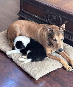 Rocco & Roxie Stain & Odor Eliminator for Strong Odor - Enzyme Pet Odor Eliminator for Home - Carpet Stain Remover for Cats and Dog Pee - Enzymatic Cat Urine Destroyer - Carpet Cleaner Spray (Gallon) Gallon 36 71HjJZnVIdL