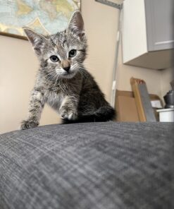 Adams Plus Flea & Tick Shampoo with Precor for Cats, Kittens, Dogs & Puppies Over 12 Weeks Of Age Sensitive Skin Flea Treatment | Kills Adult Fleas, Flea Eggs, Ticks, and Lice 12 Ounces Shampoo Only 32 71HlAXGPiL