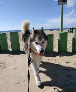 NaturVet Quiet Moments Calming Aid Plus Melatonin 180 Soft Chews 13.9OZ 31 71Hlxc2hpUL