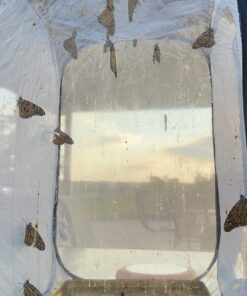 RESTCLOUD Insect and Butterfly Habitat Cage Terrarium Pop-up 23.6 Inches Tall White With Black 15.7 x 15.7 x 23.6 inches 24 71HoFVWNGWL