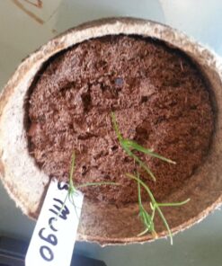 Plant Theatre Bonsai Tree Kit - Indoor Plant Growing Kit w/ 3 Mini Bonsai Seed Packs, 6 Pots, 6 Peat Discs and 6 Propagator Bags - Gardening Gifts for Men, Women and Room Decor - Crafts for Adults 39 71HoOWmSxL