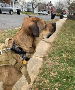 Pet 'n Shape Chik 'N Rice Dumbbells - All Natural Dog Treats, Chicken, 32 oz 2 Pound (Pack of 1) 41 71Hq29L F3L