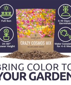Cosmos Seeds Wildflower Mixture - Bulk Quarter Pound Bag - Over 20,000 Seeds - Pink, Yellow, Orange, Red, Purple and White Mixed Species! 1/4 Pound Bag 22 71Hq4zf1BeL