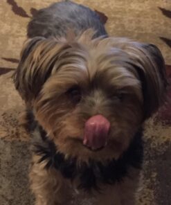 Pet Center Chick n Hide Dog Treats, 10-Pack 13 71HqQ3Io9qL