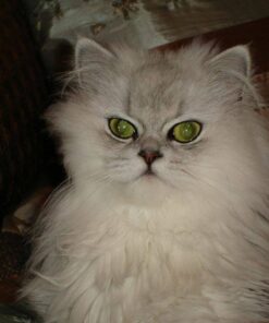 Adams Flea & Tick Spray For Dogs and Cats | Kills Fleas and Ticks Through Contact, Kills Flea Eggs, Flea Larvae, and Prevents Flea Egg Hatch | Controls Flea Reinfestation For Up To 2 Months | 16 Oz 29 71HrmnhI2hL 2