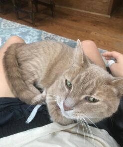 Greenies FELINE GREENIES SMARTBITES HEALTHY INDOOR Natural Treats for Cats, Chicken Flavor, 2.1 oz. Pouch 2.1 Ounce (Pack of 1) 28 71HsC0DdrWL