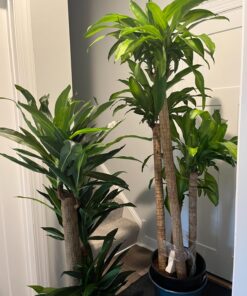 Nearly Natural - 6584 62in. Corn Stalk Dracaena Silk Plant (Real Touch), 24" x 28" x 62", Green artificial plant 46 71HsIfjOQgL