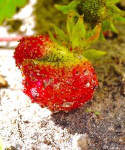 Mcoplus Extnp Auto Focus Macro Extension Tube Set for Nikon AF AF-S DX FX SLR Cameras 51 71HubZYWurL